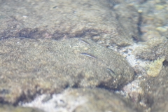 Plagiotremus goslinei