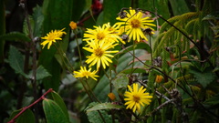 Heterotheca inuloides