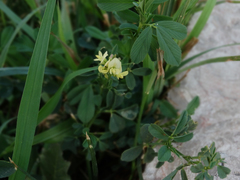Medicago