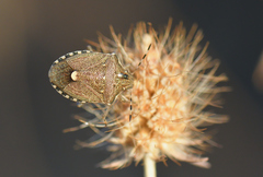 Holcostethus albipes