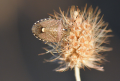 Holcostethus albipes