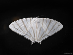 Urapteroides astheniata