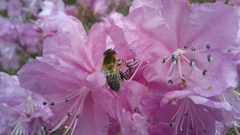 Helophilus eristaloidea