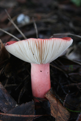 Russula sanguinaria image
