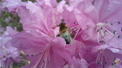 Helophilus eristaloidea