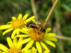 Nomada pulchra