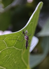 Armigeres subalbatus