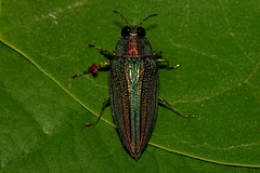 Evides elegans
