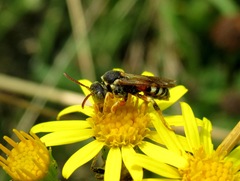 Nomada pulchra