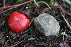 Russula sanguinaria image