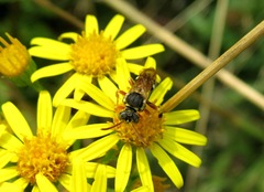 Nomada pulchra