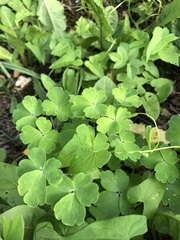 Aquilegia vulgaris