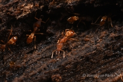 Strumigenys kumadori