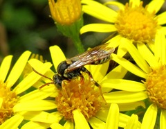 Nomada pulchra
