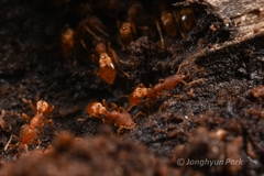 Strumigenys kumadori