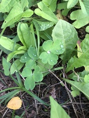 Aquilegia vulgaris
