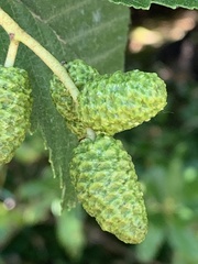 Alnus rubra
