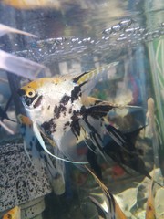 Pterophyllum scalare