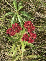 Crassula alba