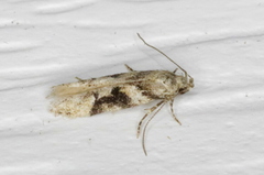 Coleotechnites atrupictella