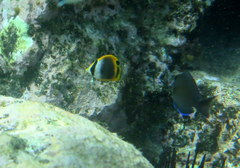Chaetodon flavirostris