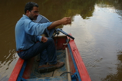 Pygocentrus nattereri