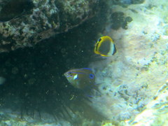 Chaetodon flavirostris