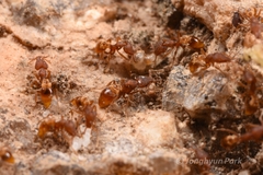 Strumigenys kumadori