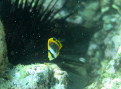 Chaetodon flavirostris