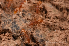 Strumigenys kumadori