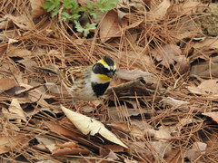 Emberiza elegans