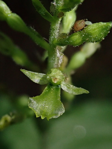 Northwestern twayblade (Neottia banksiana)