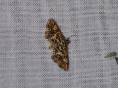 Lamprosema