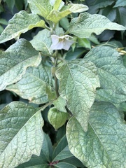 Alkekengi officinarum