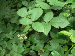 Rubus hypomalacus