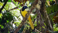 Cyanocorax yncas yncas