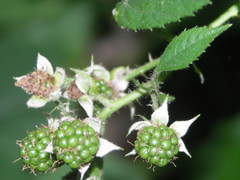 Rubus hypomalacus