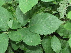 Rubus hypomalacus