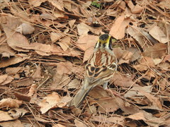Emberiza elegans