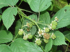 Rubus hypomalacus