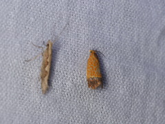 Loboschiza spiniforma