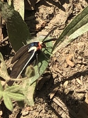 Ctenucha multifaria