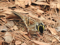 Emberiza elegans