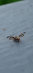 Myennis octopunctata
