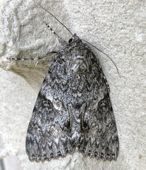 Catocala meskei