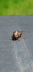 Myennis octopunctata