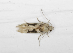 Coleotechnites atrupictella