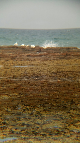 Haematopus fuliginosus