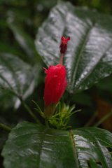 Malvaviscus palmanus