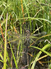Somatochlora alpestris